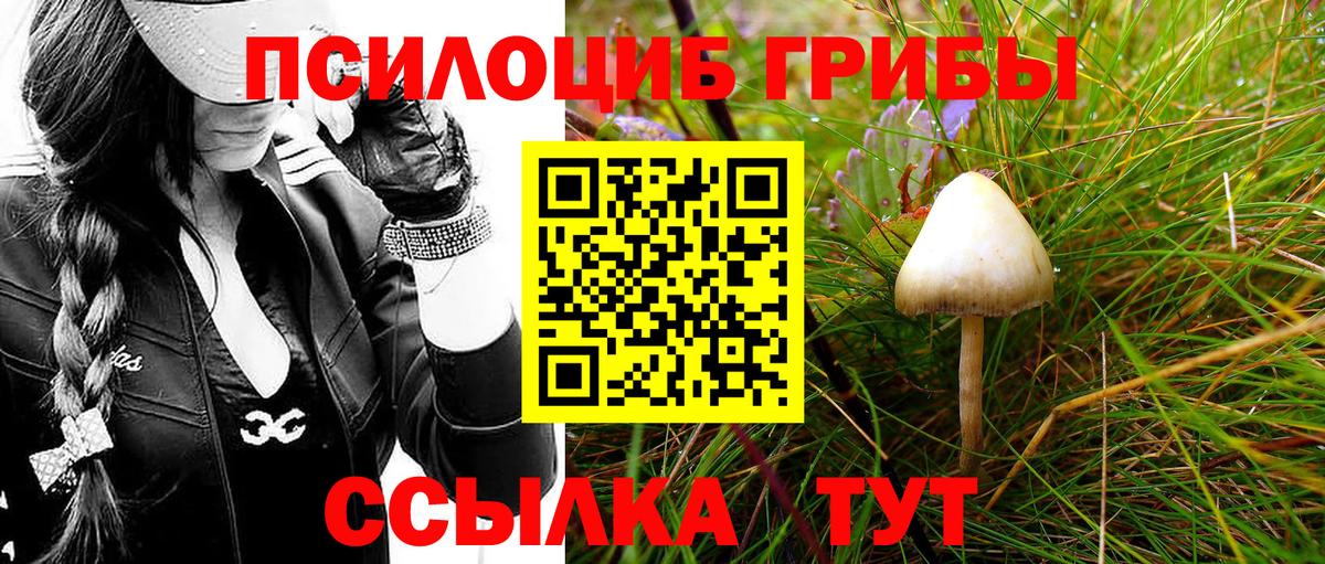 Черногорск  где купить   Вход с VPN  Галлюциногенные грибы Psilocybe 